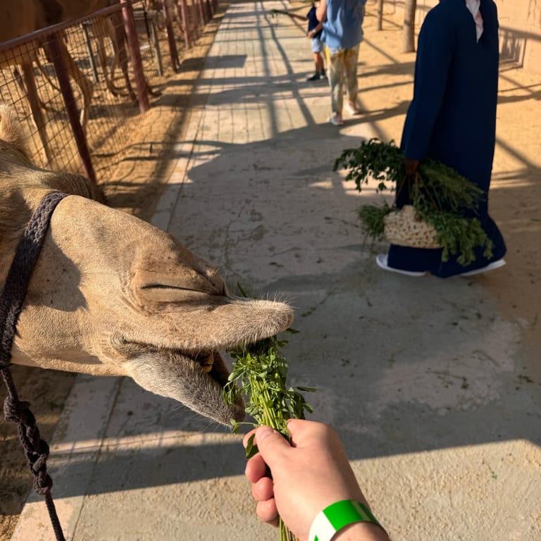 Recommendation for spot The Camel Farm