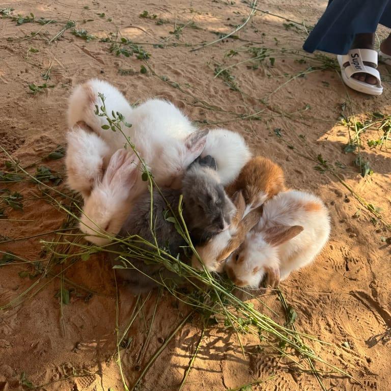 image of The Camel Farm