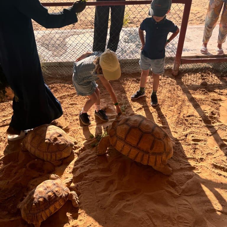 image of The Camel Farm