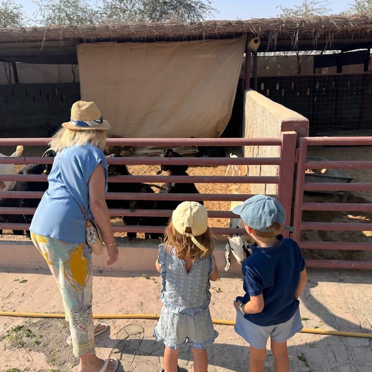 image of The Camel Farm