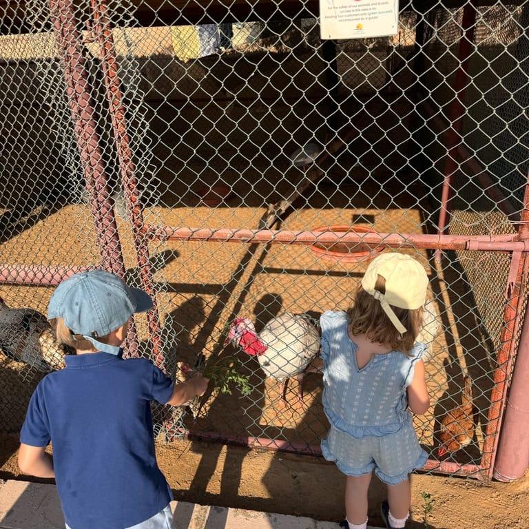 image of The Camel Farm
