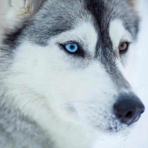 Recommendation for spot Fjellborgs Sleddog Kennel AB