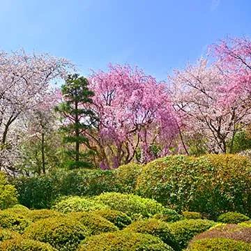 image of （有）花信風