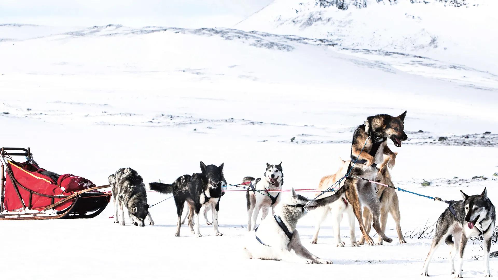 Image of the location Riverlodge Huskys