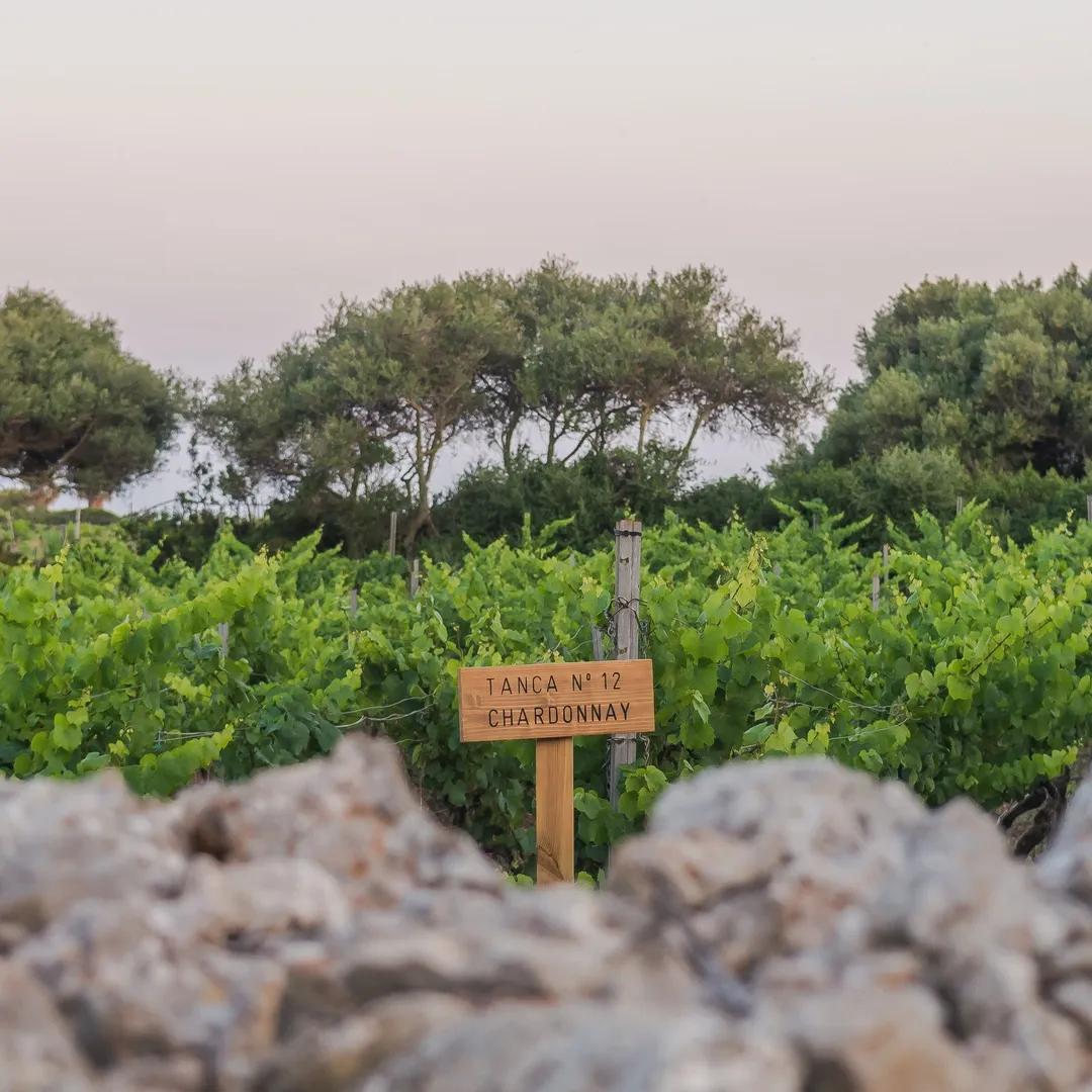 image of Bodegas Binifadet