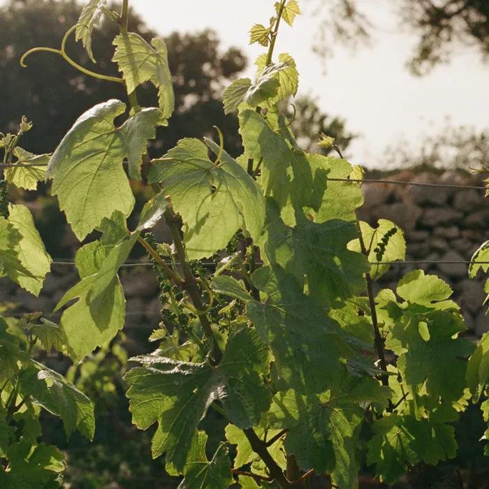 image of Bodegas Binifadet