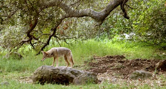 image of Griffith Park