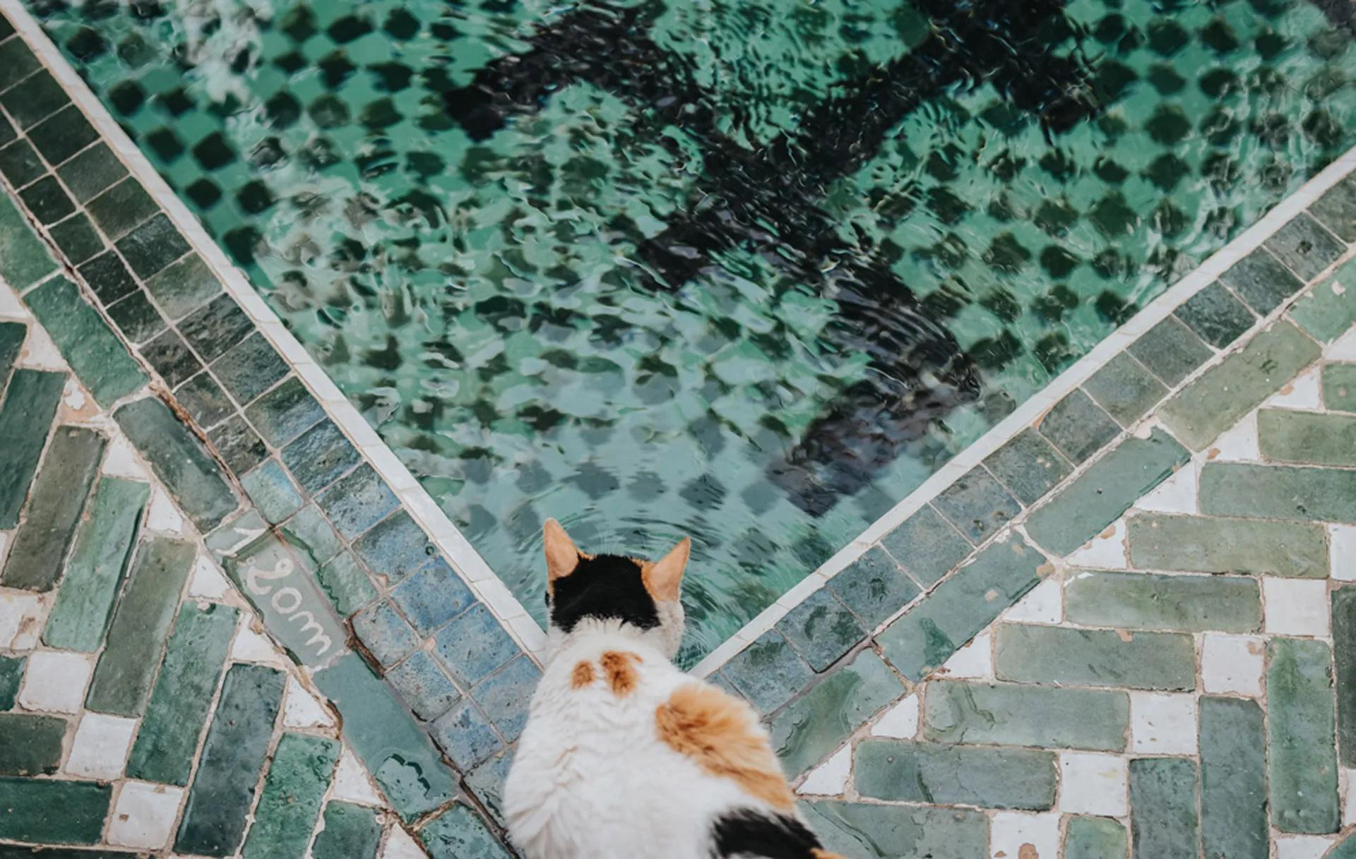 image of Riad Yasmine