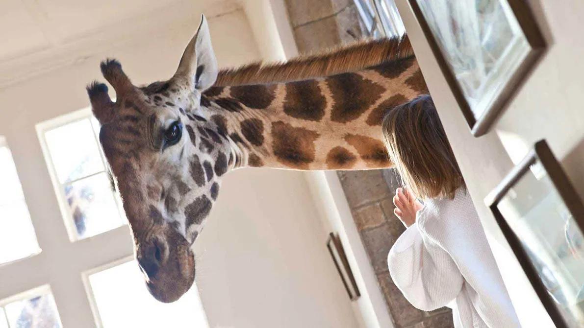 image of Giraffe Manor