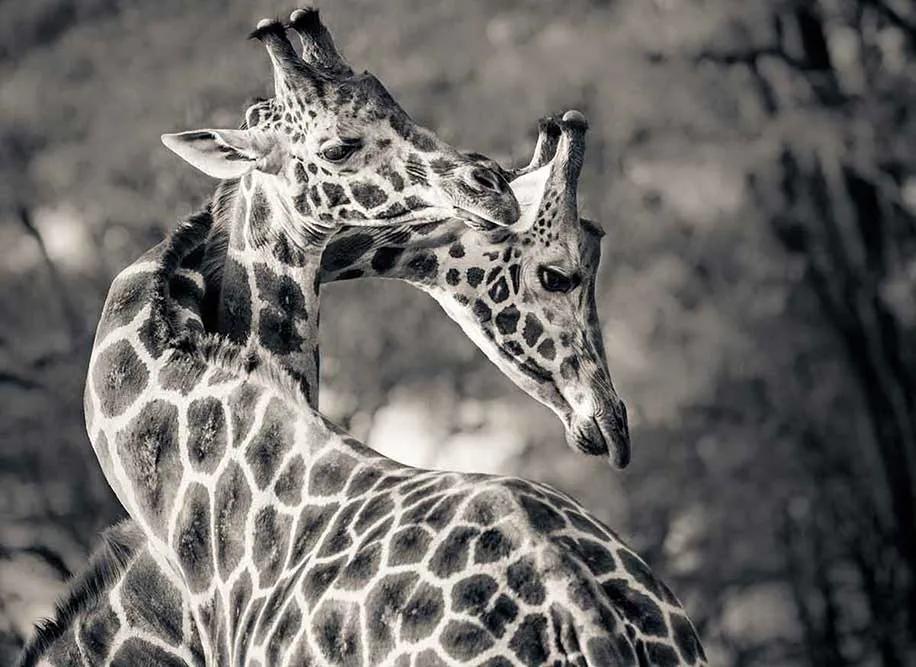 image of Giraffe Manor