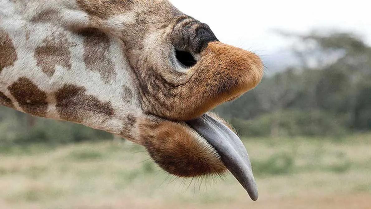 image of Giraffe Manor