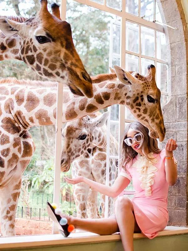image of Giraffe Manor