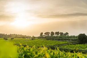image of Gramona Celler Batlle