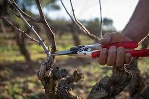 image of Gramona Celler Batlle