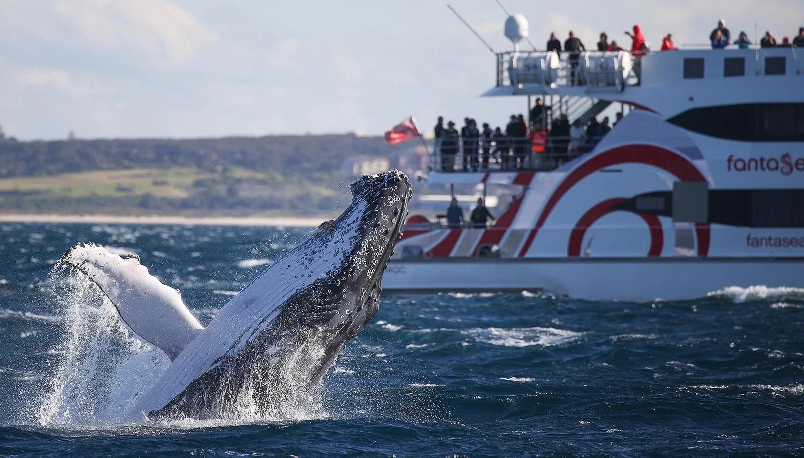 Image of the location Whale Watching Sydney