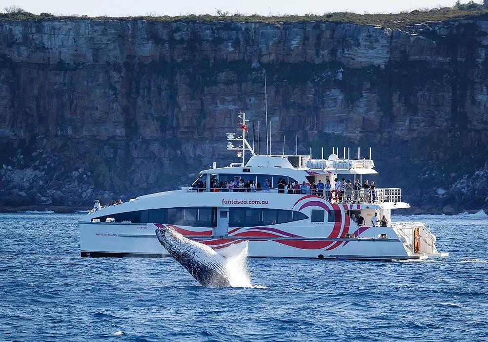 image of Whale Watching Sydney