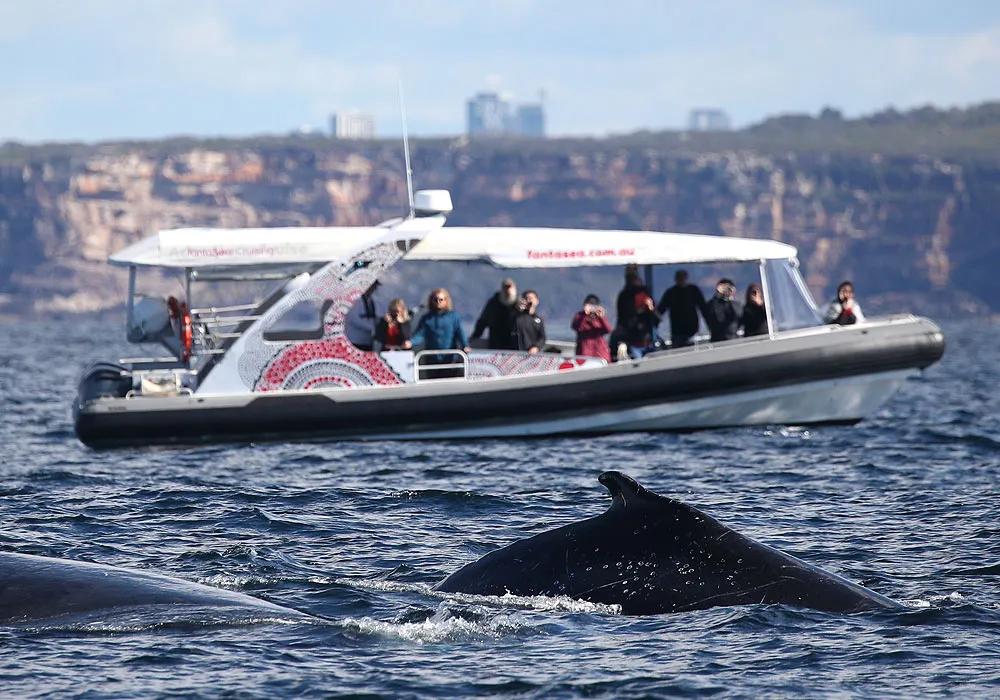 image of Whale Watching Sydney