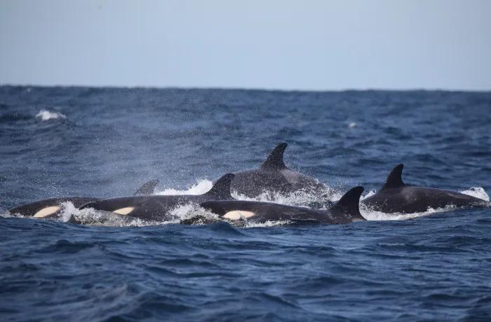 image of Whale Watching Sydney