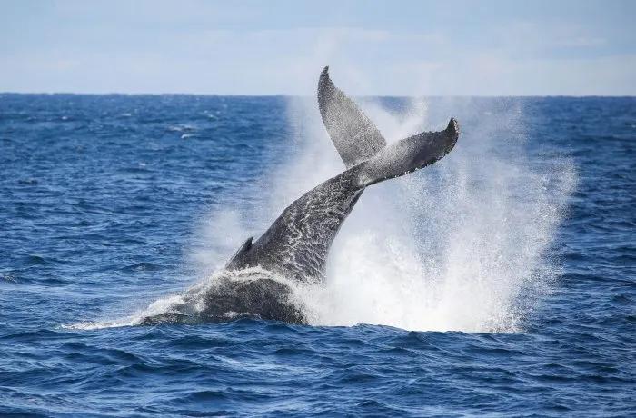 image of Whale Watching Sydney