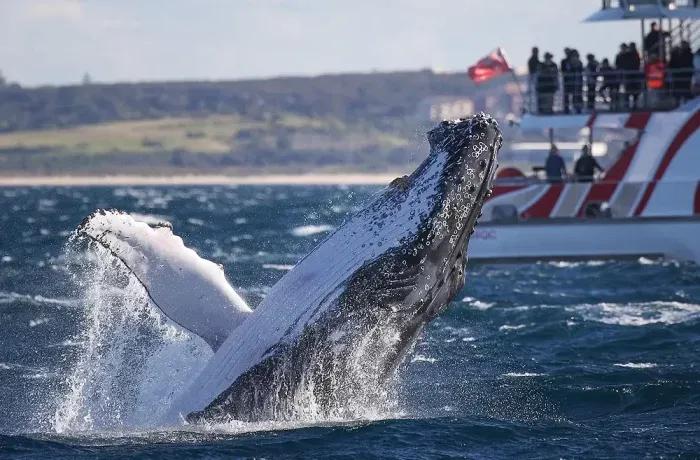image of Whale Watching Sydney
