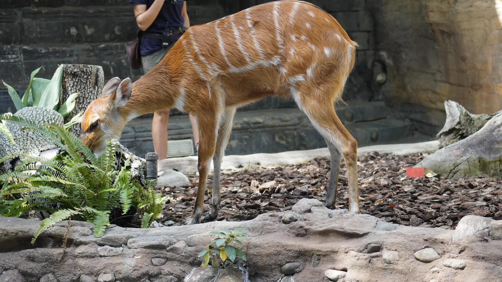 Bioparc Fuengirola