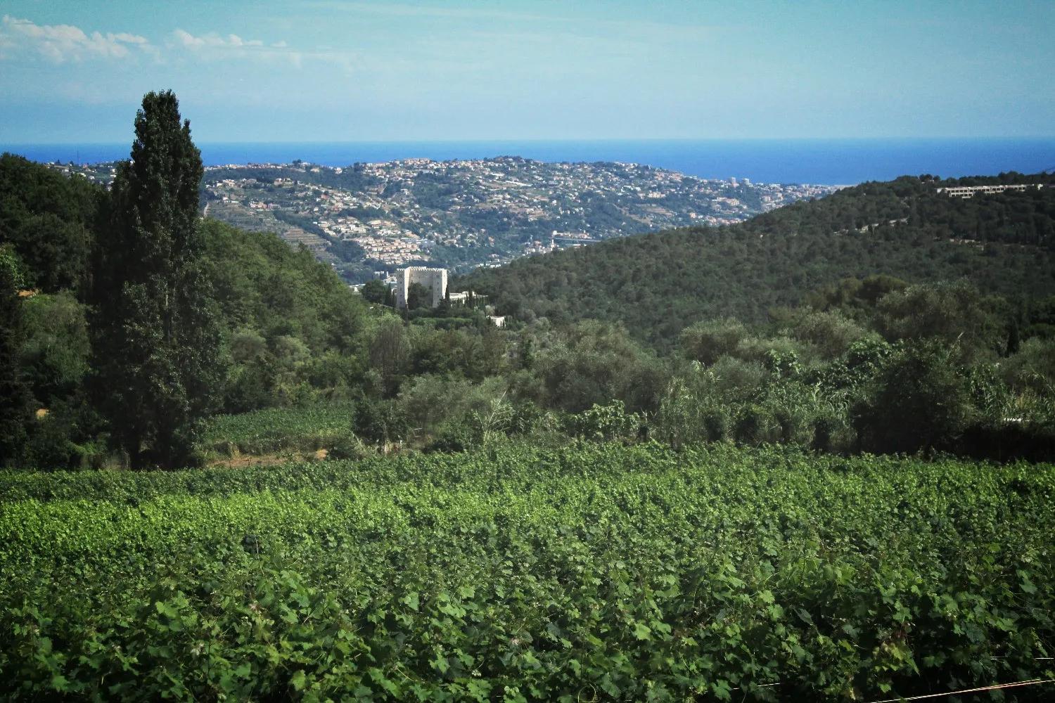 image of Vignoble Rasse Saint-Jeannet Vindazur