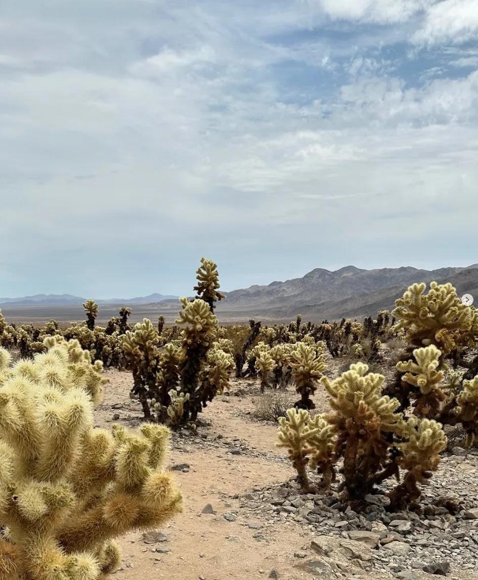 image of Joshua Tree National Park