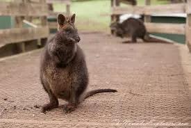 image of Phillip Island Wildlife Park