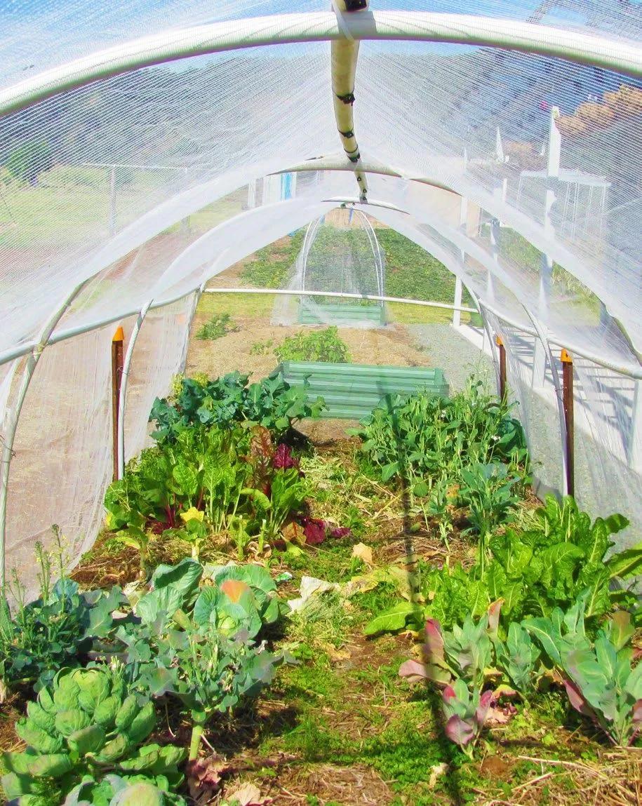 image of SOLU- a small regenerative farm