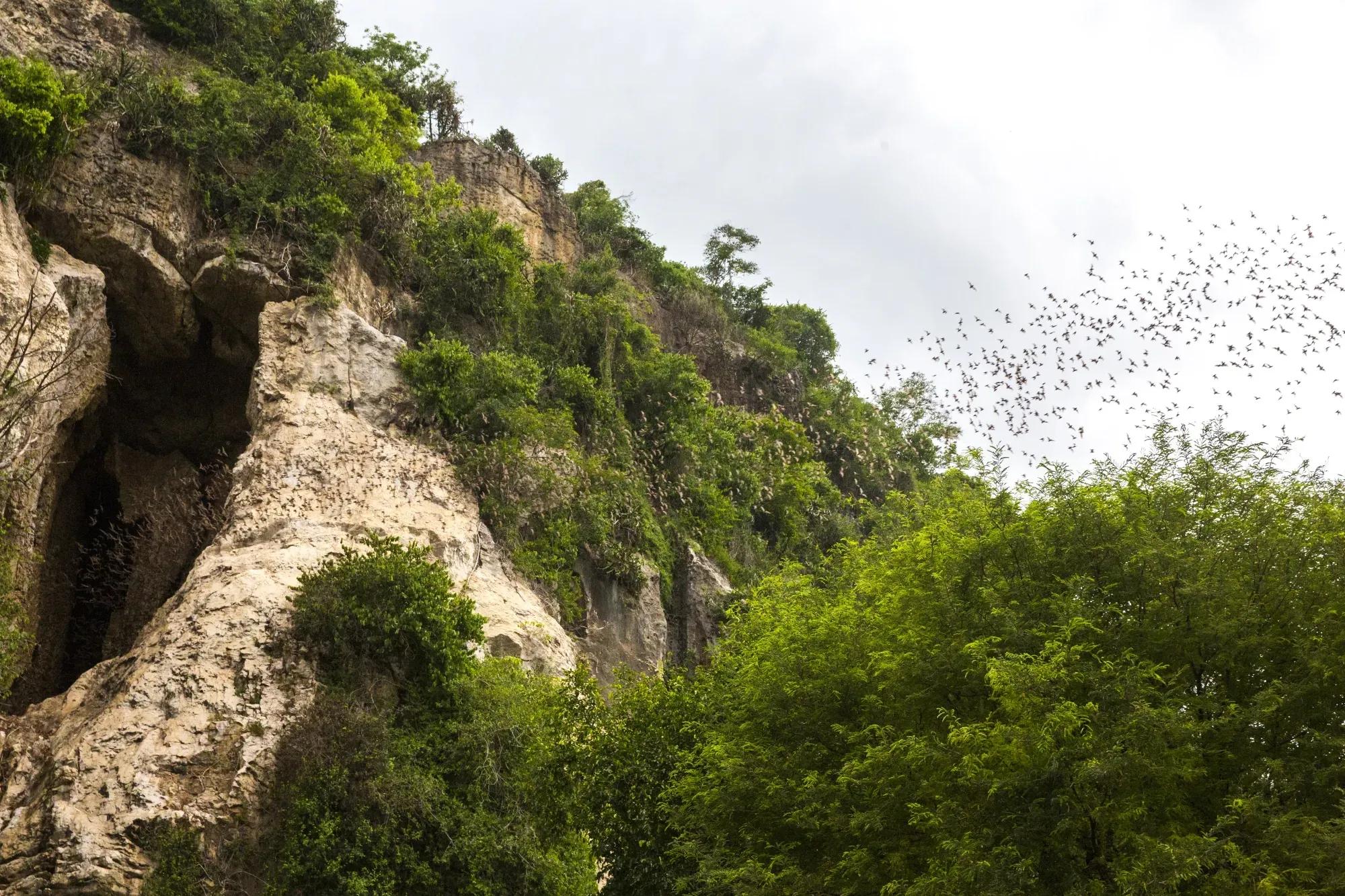 image of Bat Cave Phnom Sampov