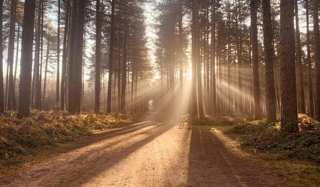 Recommendation for spot Sherwood Pines