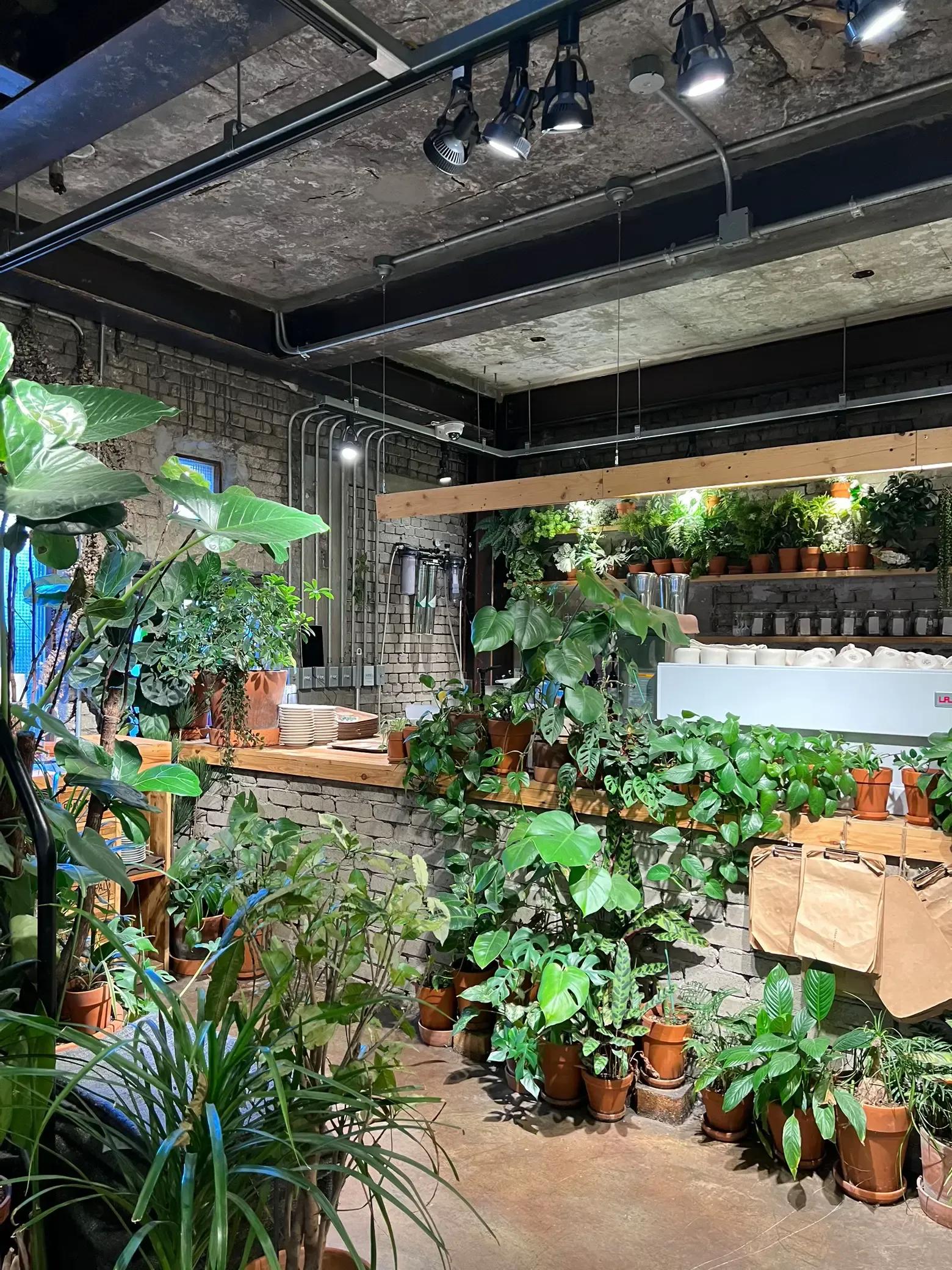 image of Urban Plant