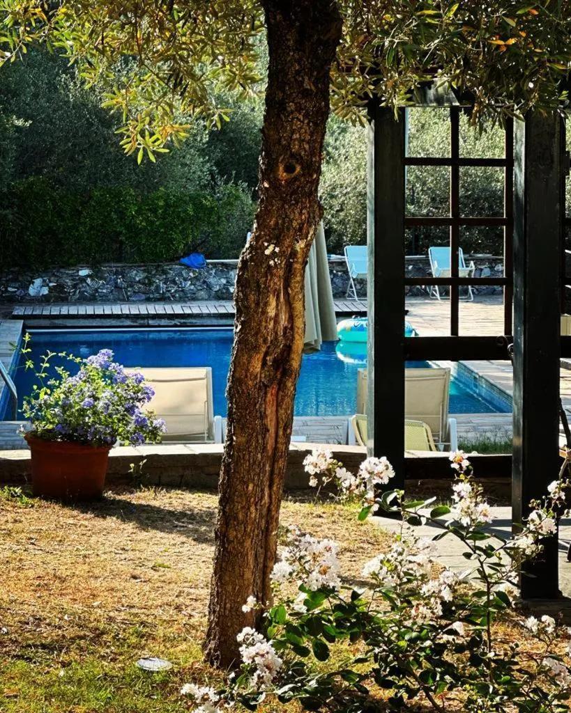 image of Olive