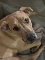 image of Pet Rescue Center