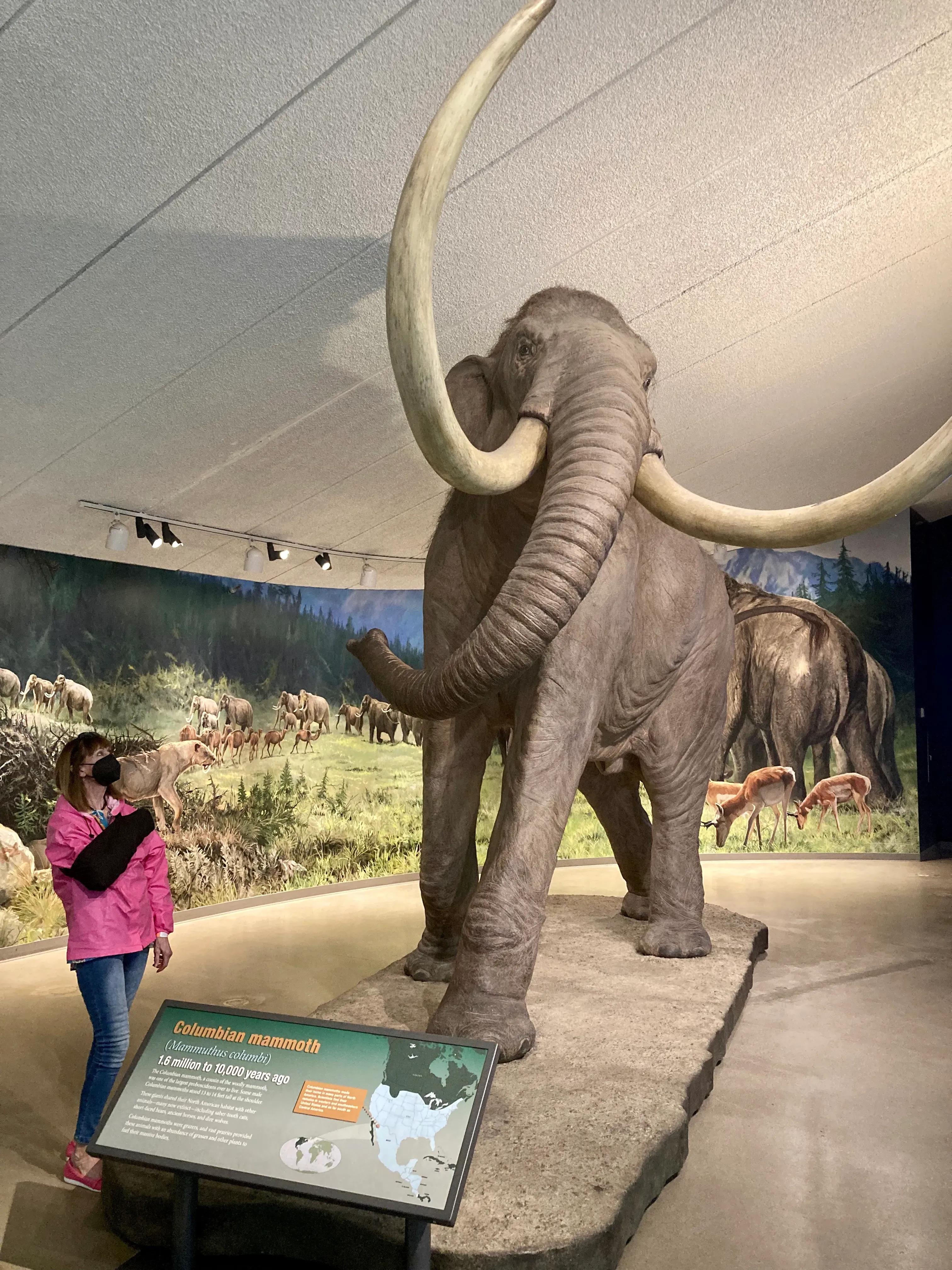 La Brea Tar Pits and Museum