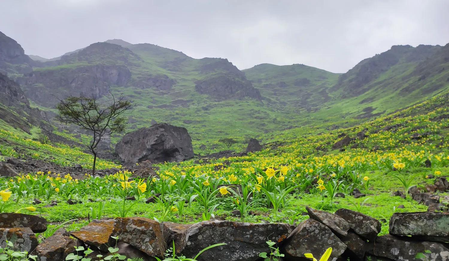image of Amankay