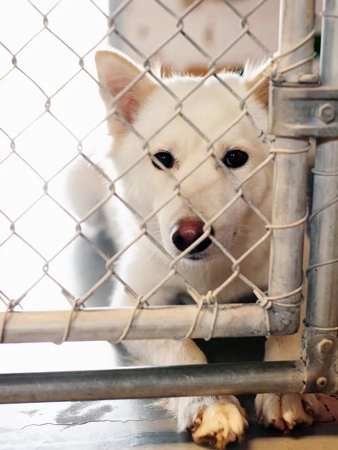 West Los Angeles Animal Shelter