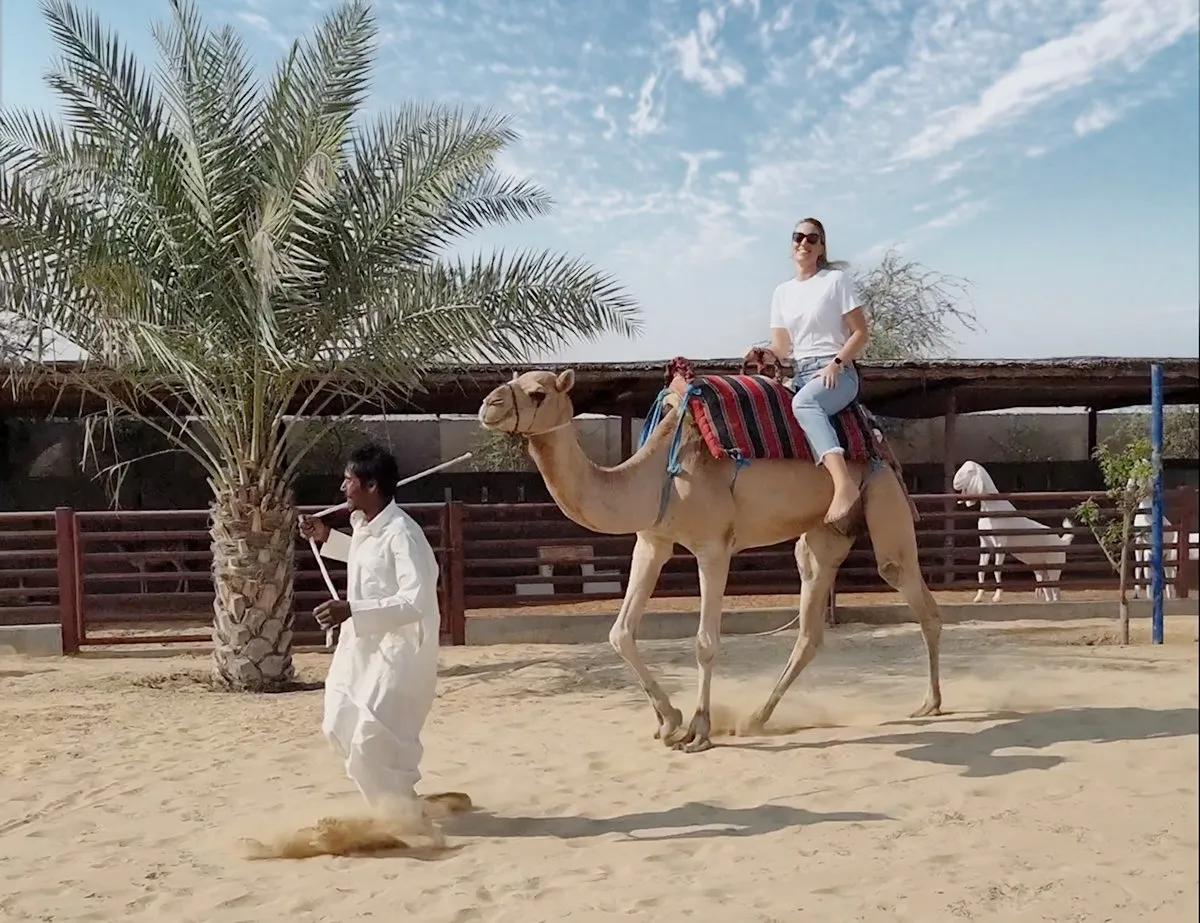 image of The Camel Farm