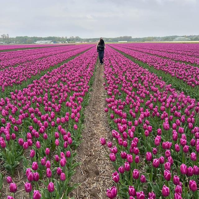 image of the list Amsterdam by Delicia