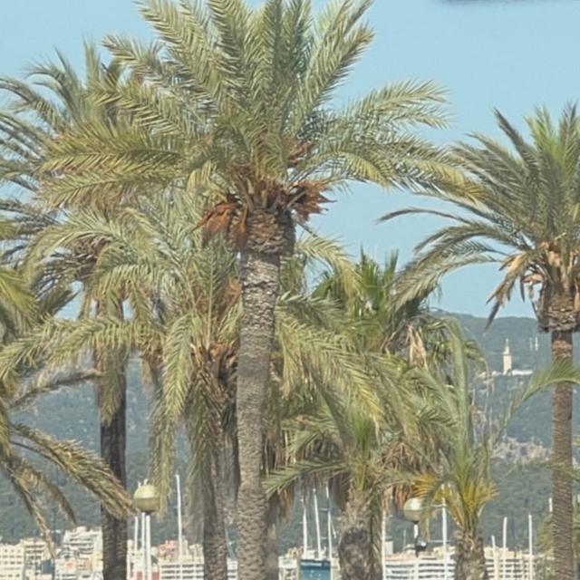 image of the list palma de mallorca