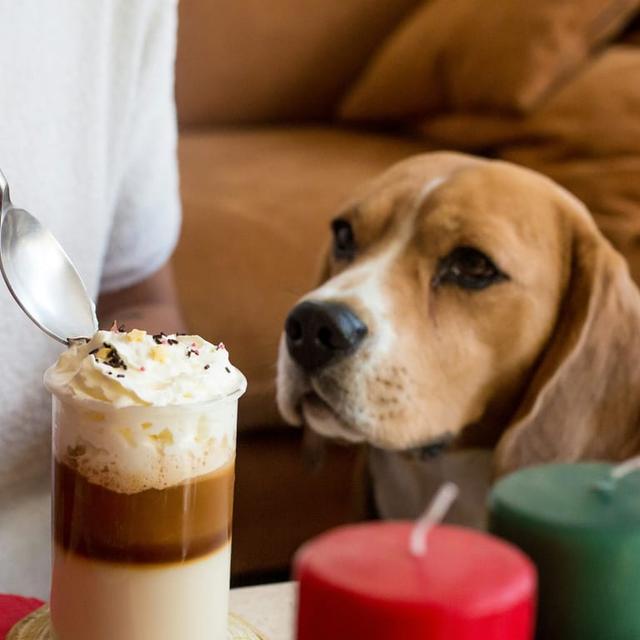 image of the list Dog friendly places in Stockholm!