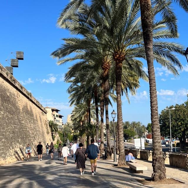 image of the list Palma 🌴