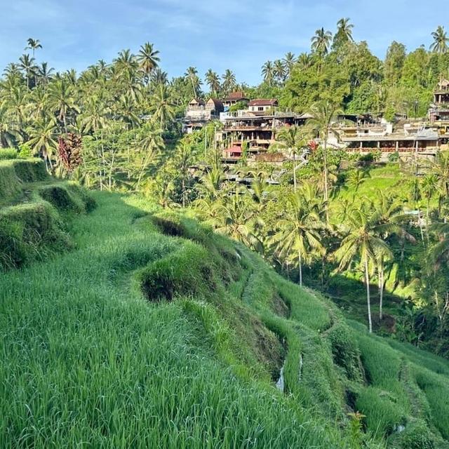 image of the list Ubud guide by Phoenicia! 