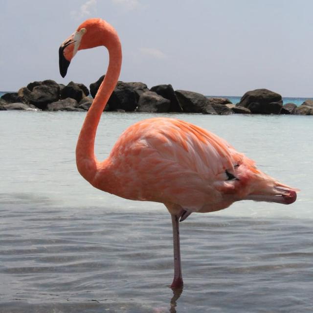 image of the list Aruba