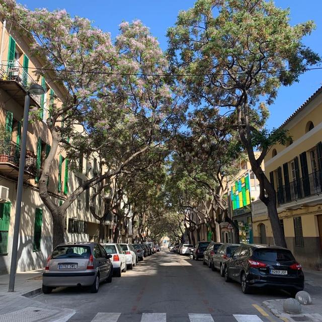 image of the list Palma