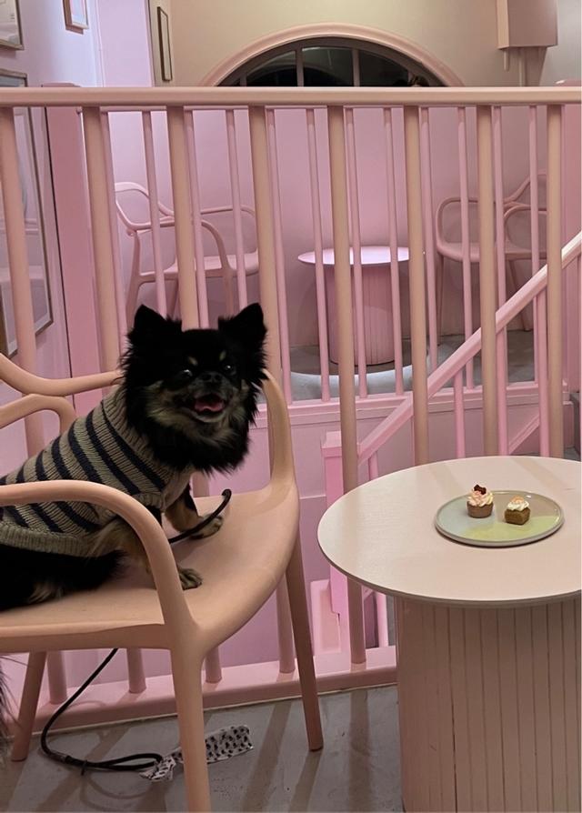 image of the list DOG FRIENDLY STHLM