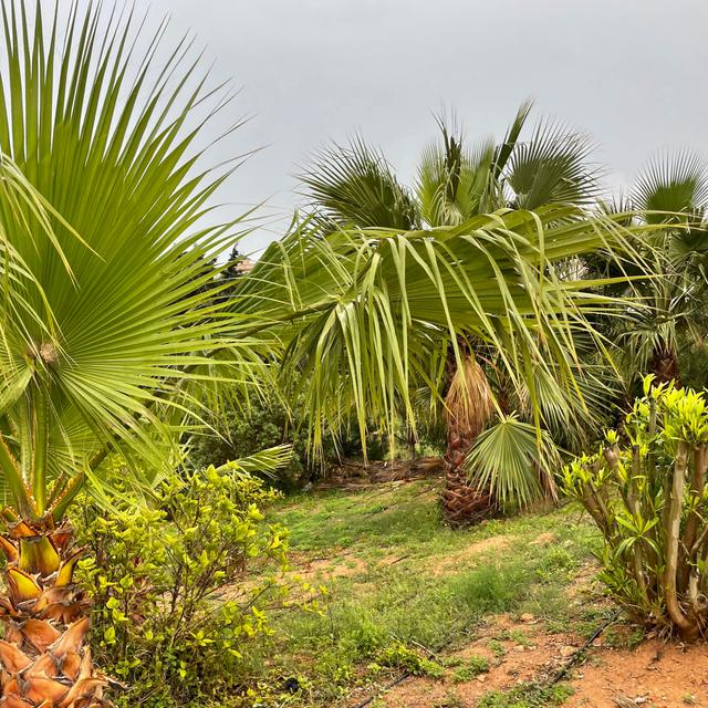 image of the list Torrevieja guide by Phoenicia!