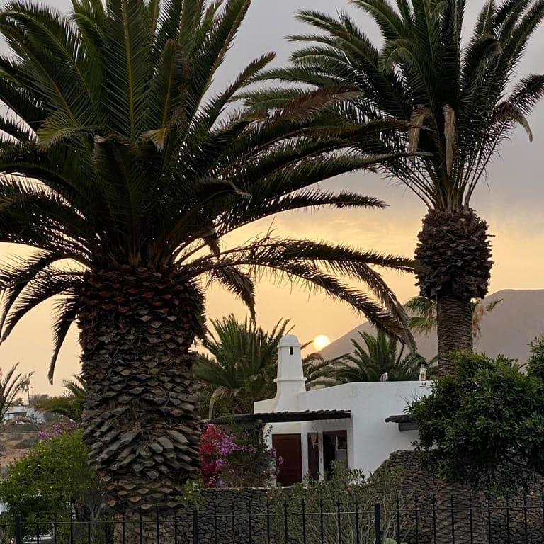 Background image of Amor Fiore