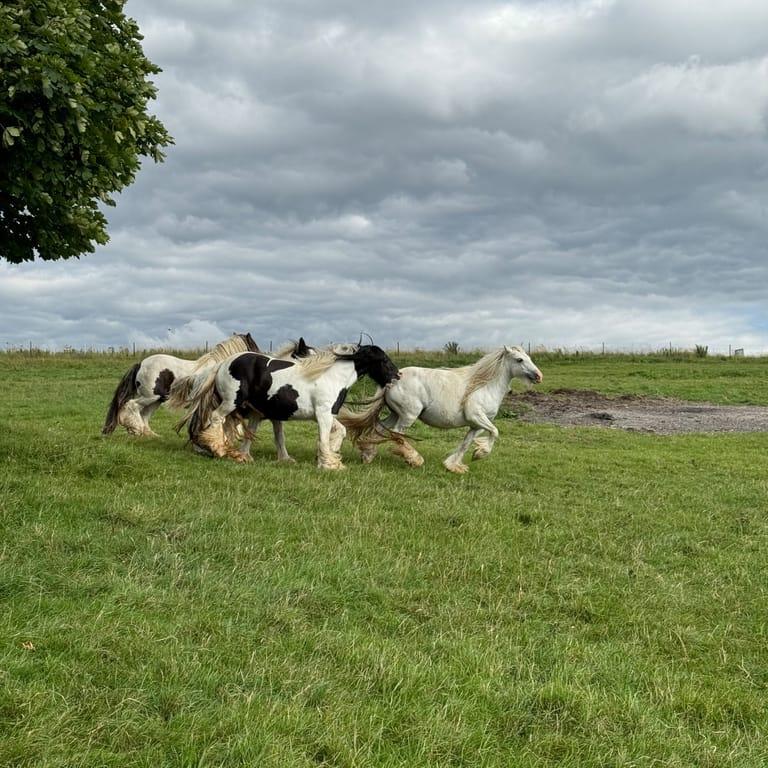 Background image of Sofia Palacios