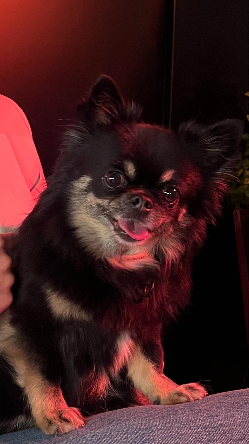 Charlie Doggo